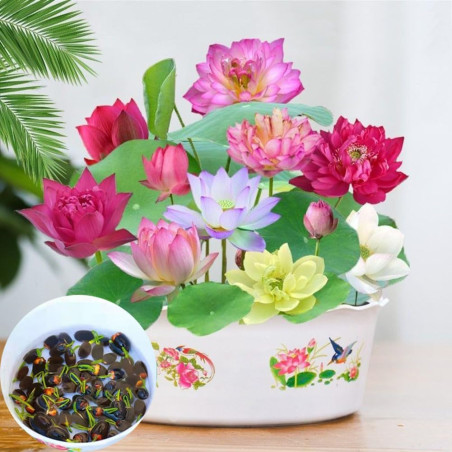 30PCS Lotus Samen Wohnung Gemischt: Schalenlotus Samen winterharte pflanzen für Garten, Pflanzen Kräuter Samen, Lotusblume