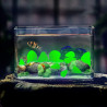 Leuchtsteine 300 Stück Leuchtet im Dunkeln kieselsteine für Outdoor Deko, Gärten, Terrasse, Rasenflächen, Aquarien, Auffahrt,
