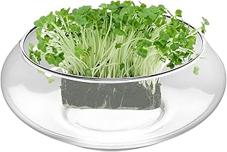 Glaschale Vase,Hydroponik Blumentopf - Klar Rund Indoor Blumen Sukkulenten Vase Fischglas Für Tischdekoration Hochzeit Zuhause Festlich Test 2025